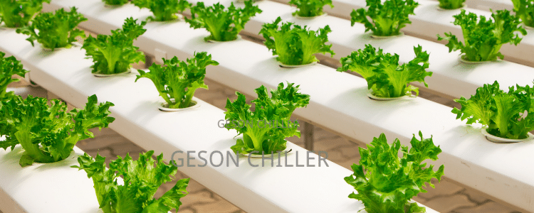 Water Chiller System Hydroponics